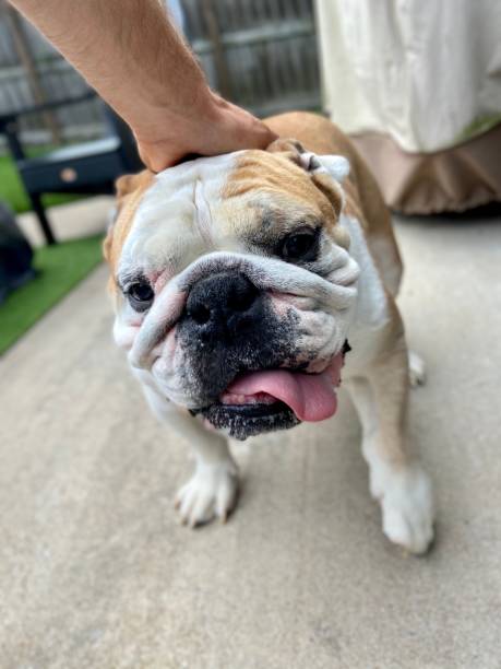 istock Happy English Bulldog 1324875993