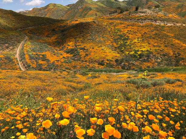 istock California poppy field 1324877109