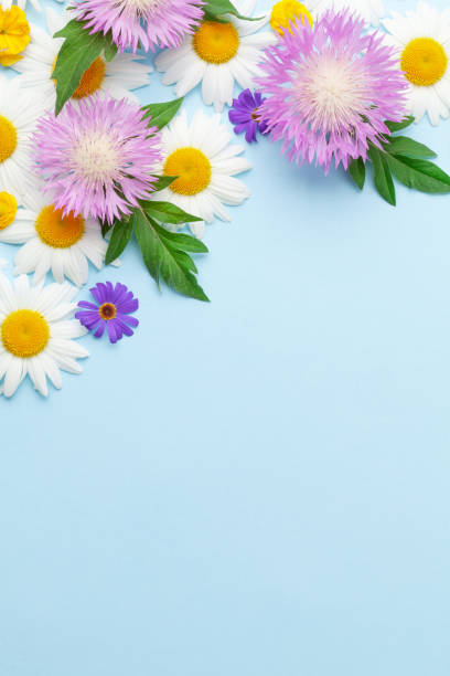istock Various colorful garden flowers over blue background 1324879199