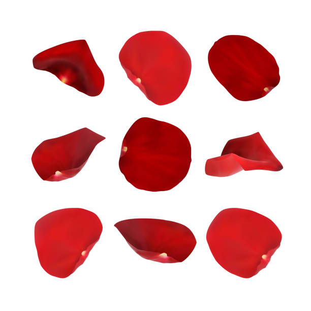 rose petals isolated on white background vector rose petals isolated on white background vector petal illustrations stock illustrations