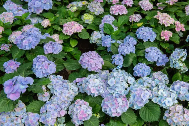 Photo of Beautiful pastel colors Hydrangea flowers blooming in the garden.