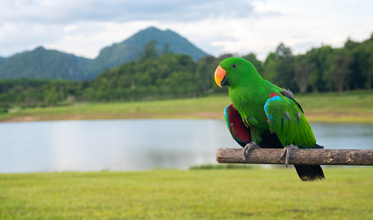 Eclectus are a friendly type of parrot. They make especially great pets for people who like calm and pretty birds.