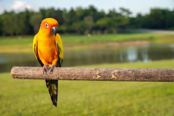 Photo of Sun conure parrot standing on tree branch with beautiful scenery.