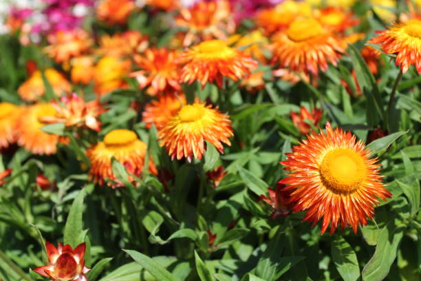 istock everlasting flower in the garden 1324882707