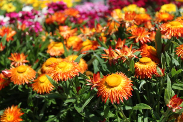 istock everlasting flower in the garden 1324882717
