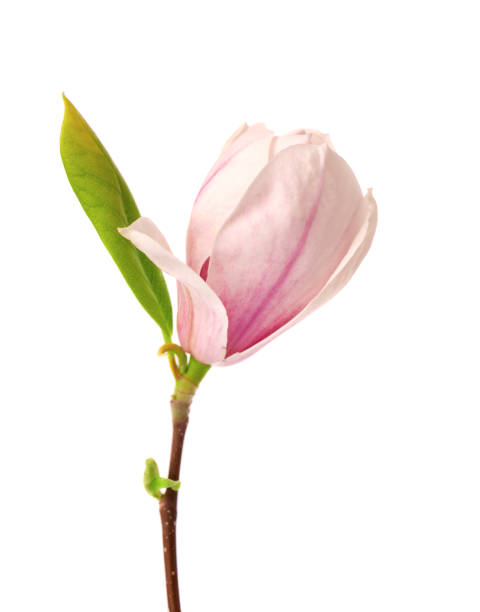 istock Magnolia flower isolated on white background. Beautiful spring flowers. 1324883999