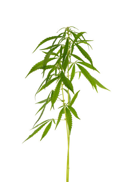 istock Marijuana plant isolated on white background. Hemp leaf close up. Cannabis green leaf. 1324884055