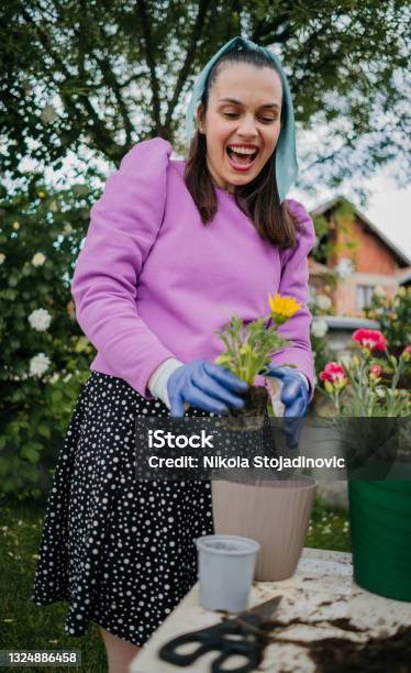 Woman Plants Flowers In A Pot Stock Photo - Download Image Now - Plant, Potting, 30-34 Years