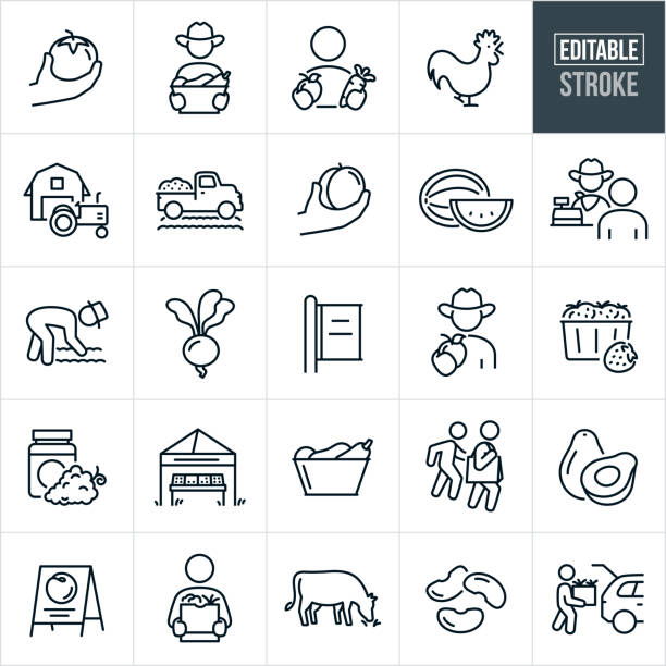 Farmers Market Thin Line Icons - Editable Stroke A set of farmers' market icons that include editable strokes or outlines using the EPS vector file. The icons include a hand holding a tomatoes, farmer with basket full of vegetables, customer holding and apple in one hand and a carrot in the other, chicken, tractor next to barn, farmers truck in farm field, hand holding a peach, watermelon, customer buying from a farmer, farmer at cash register, farmer in planted field, radish, market sign, farmer holding out an apple, flat of strawberries, grape jam, booth with fresh produce, basket full of vegetables, customers shopping at farmer's market, avocados, signage, fresh farm food, customer with bag full of fresh produce from market, cow, beans and a person loading car with box full of fresh farm food. farmer symbols stock illustrations