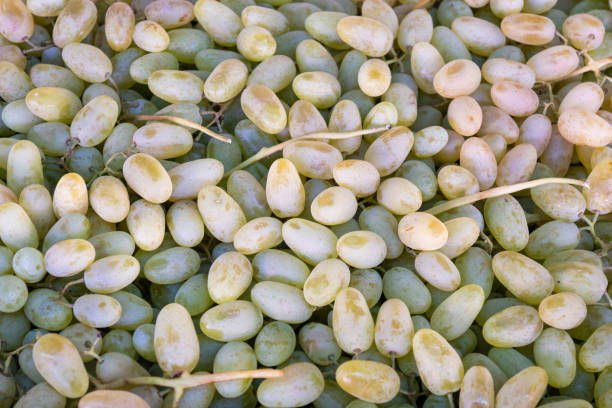 istock White grapes on the store counter 1324889900