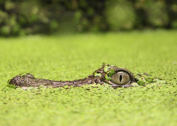 istock Baby Alligator in Water 1324889922