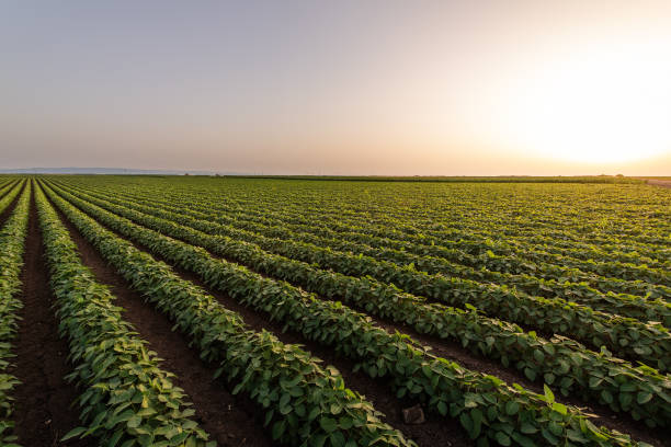 istock Open soybean field at sunset.Soybean field . 1324890885