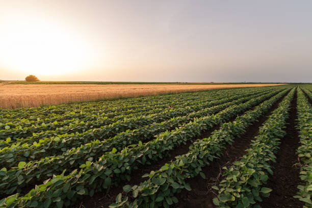 istock Open soybean field at sunset.Soybean field . 1324890896