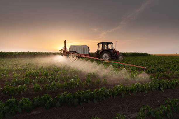 istock Tractor spraying pesticides on vegetable field  with sprayer at spring 1324890923
