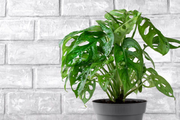Monstera Monkey Mask houseplant Monstera Monkey Mask houseplant against the gray brick wall cheese plant stock pictures, royalty-free photos & images
