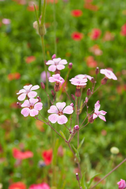 istock Vaccaria hispanica in bloom 1324891103