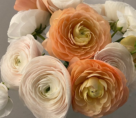 A closeup of the soft pink and salmon blooms of Ranunculus Blooms