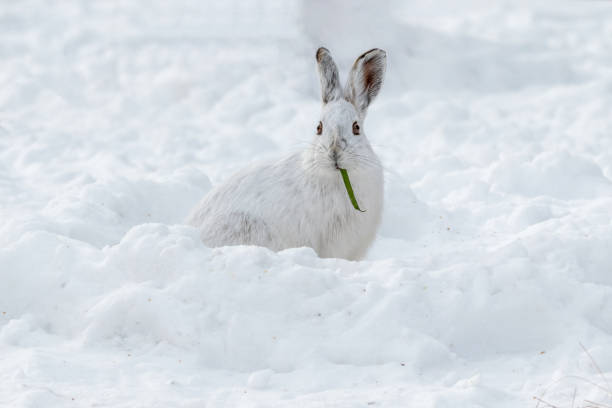 istock White snowshoe hare in the snow eating a green bean 1324891843