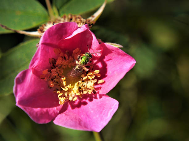 istock Green Sweet Bee On Wild Rose Flower 1324892505