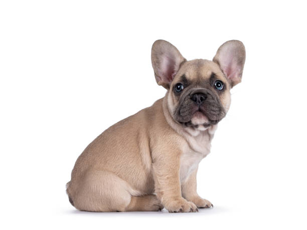 istock French Bulldog puppy on white background 1324893075