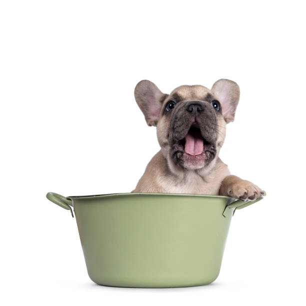 istock French Bulldog puppy on white background 1324893082