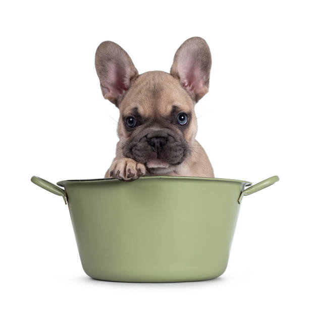 istock French Bulldog puppy on white background 1324893096