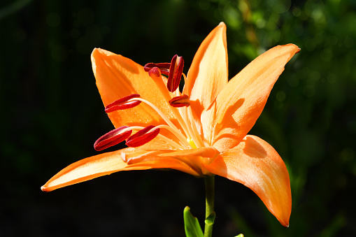 Orange lily isolated on a dark background. High resolution photo. Selective focus. Shallow depth of field.