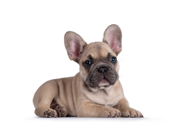 istock French Bulldog puppy on white background 1324893107