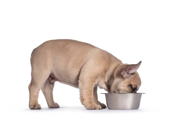 cucciolo di bulldog francese su sfondo bianco - dutch bulldog foto e immagini stock