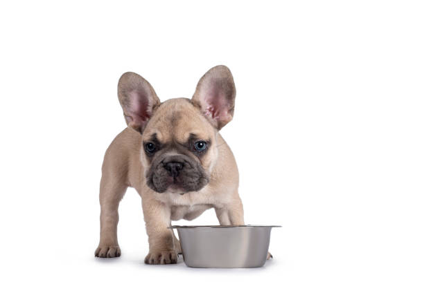 istock French Bulldog puppy on white background 1324893149