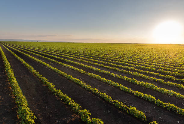 istock Open soybean field at sunset.Soybean field . 1324893182