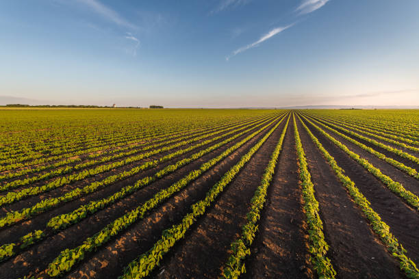istock Open soybean field at sunset.Soybean field . 1324893192