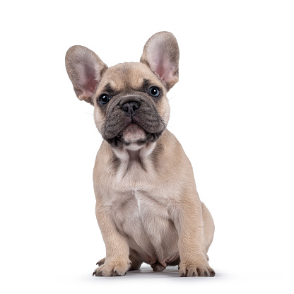 Adorable fawn French Bulldog puppy, sitting up facing front. Looking curious towards camera with blue eyes. Isolated on a white background.