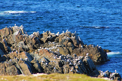 A flock of seagulls on the rocks, along the coastline