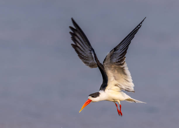 Indian Skimmer - Chambal river, Dhaulpur, India. Indian Slimmer flying against blue sky. bharatpur stock pictures, royalty-free photos & images