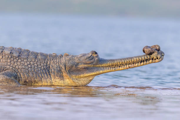 Ganges Gharial - Chambal river, Dhaulpur, India. Ganges Gharial in Chambal river. gavial stock pictures, royalty-free photos & images