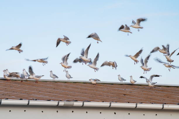 Laughing gulls (Leucophaeus atricilla) land on a rooftop near the harbor, Sudureyri, Ísafjörður (Isafjordur), Westfjords, Iceland, Europe