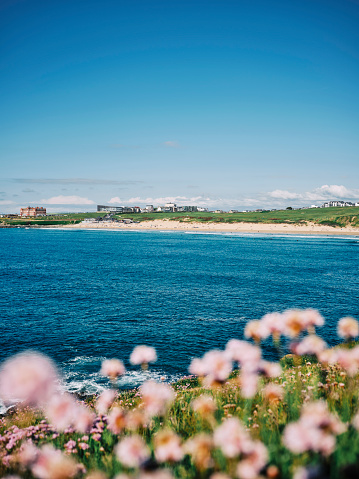 Views across the sea to Fistral Beach, Newquay, Cornwall on a sunny June day, defocused sea thrift wildflowers in the foreground.