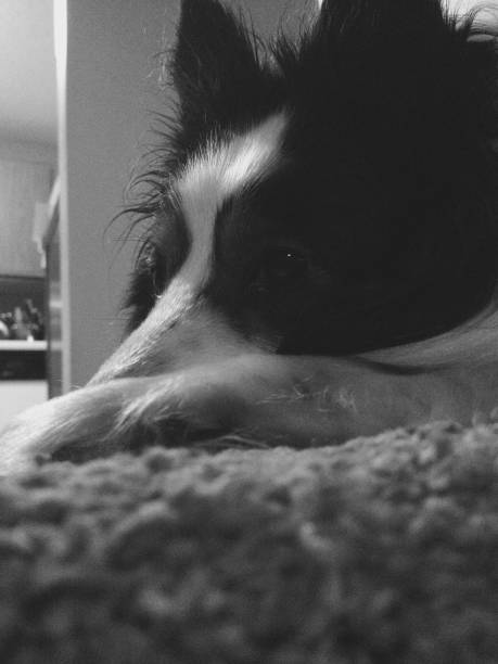 istock Thinking of Treats 1324896524