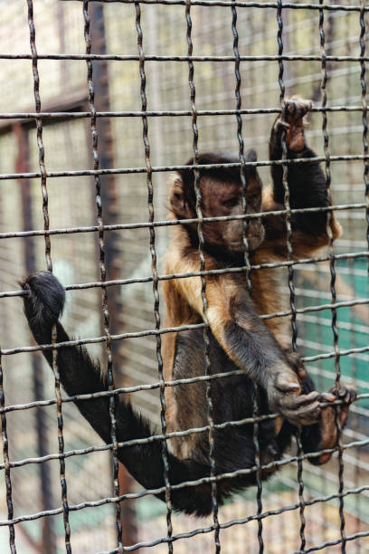 istock Little monkey hanging on the grate of zoo cage 1324897216