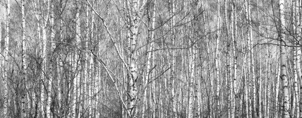 istock Young birches with black and white birch bark in winter 1324897220