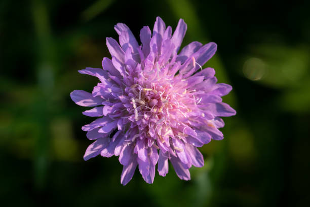 Flower macro photography