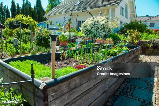 Residential Garden Private Vegetable Garden Landscape Design In Home Garden Beautiful Landscaping In Backyard With Raised Bed With Vegetables Plants In Springtime Home Garden Stock Photo - Download Image Now