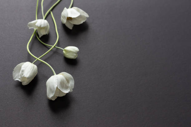 istock White anemone flowers on black background 1324897354