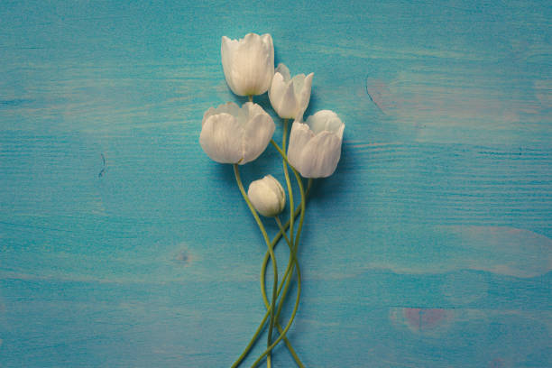 biały bukiet kwiatów anemonu na niebieskim drewnie - anemone flower wood anemone windflower flower zdjęcia i obrazy z banku zdjęć