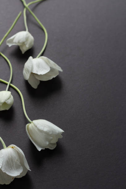 istock border of white anemone flowers on black 1324897370