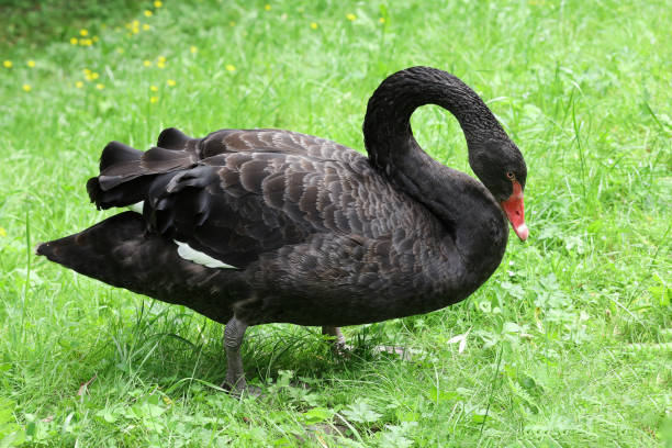 istock Black swan grazing on grass 1324898255