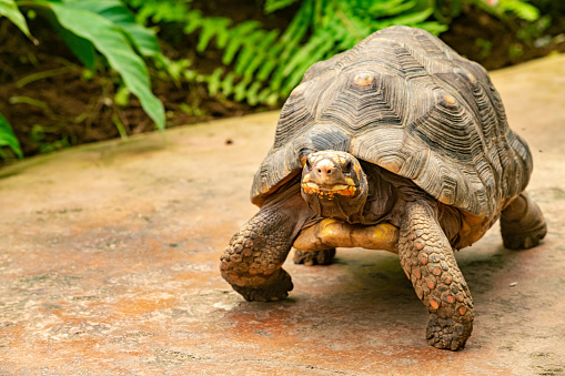 Baby turtle walking towards the camera on the grass in the gardenin Greece.