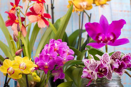 A close-up shot of orchid blossom