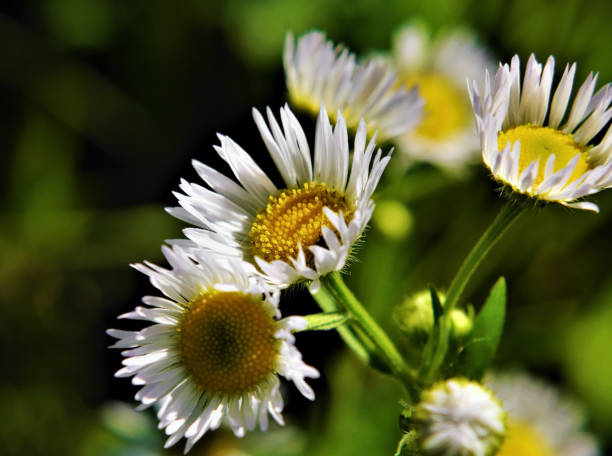 Close-up of a philadelphia fleabane flowers growing in a meadow with vegetation in the background